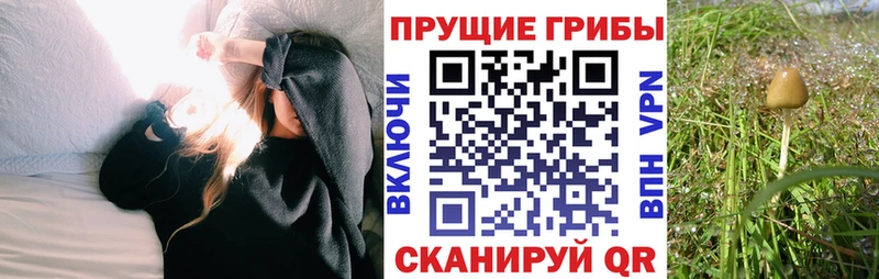 кракен сайт  Ужур  Галлюциногенные грибы Psilocybine cubensis 
